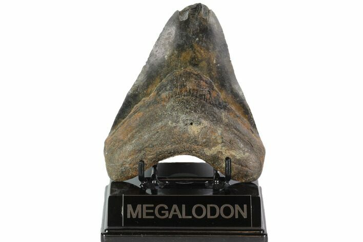 Bargain, Fossil Megalodon Tooth - North Carolina #91612